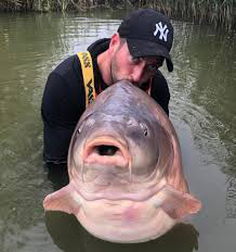 carpe 51.2kg