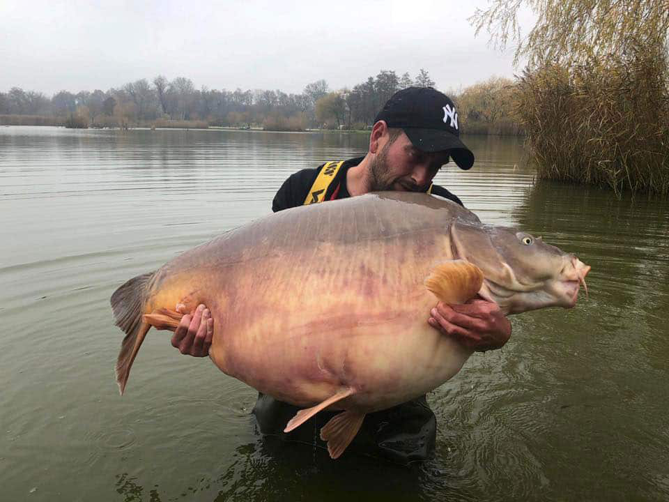 carpe miroir de 50kg