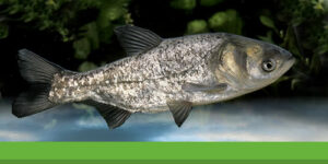 Carpe argentée : comprendre ce poisson hors du commun