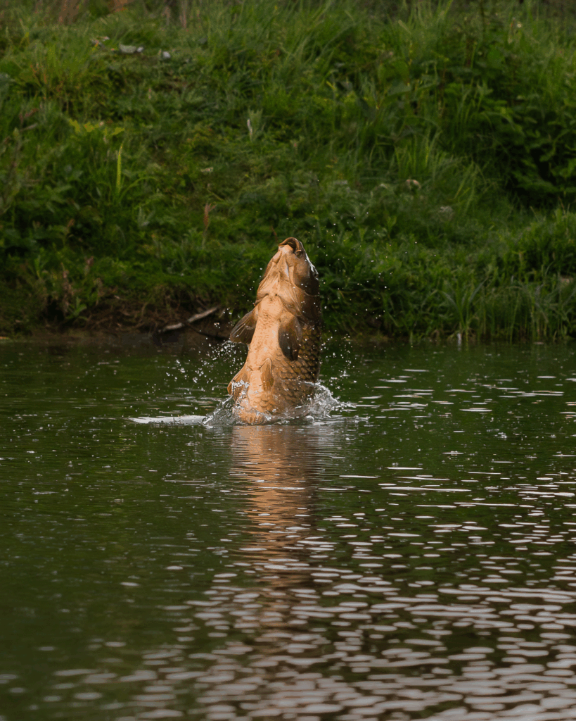 saut de carpe