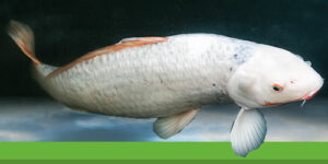 Carpe albinos : une carpe unique à découvrir pour les passionnés