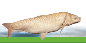 Carpe albinos : une carpe unique à découvrir pour les passionnés