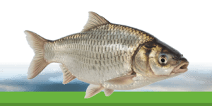Carpe argentée : comprendre ce poisson hors du commun