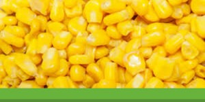 Cuisson du maïs pour la carpe : la recette du succès
