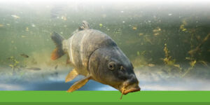 Alimentation des carpes : Guide complet sur leurs besoins naturels