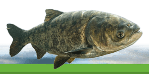 Carpe à grosse tête : caractéristiques, habitat et impact écologique