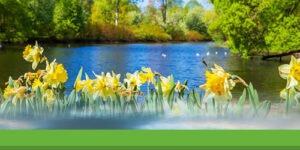 Pêcher la carpe au printemps : techniques, appâts, postes