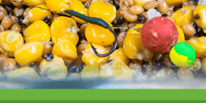 Pêche carpe au maïs : technique complète