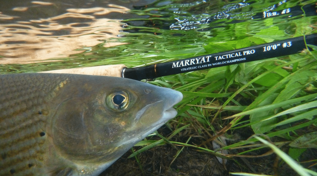 marryat