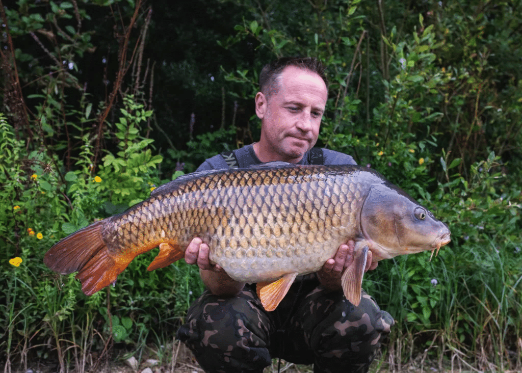 carpe miroir commune